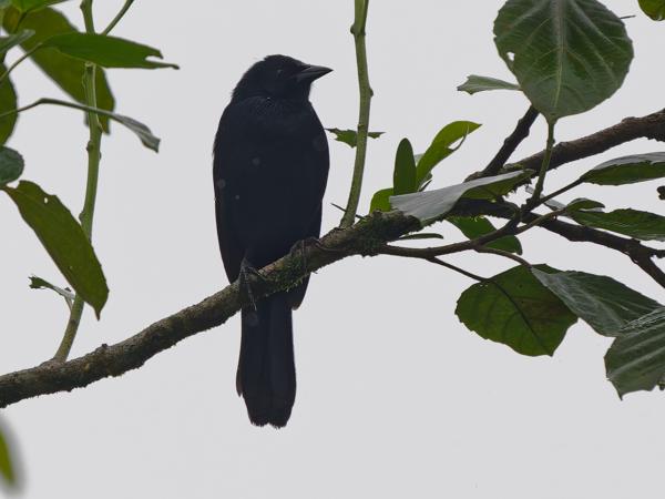 <h3><a href="/trips/costa-rica/biota/animalia/chordata/aves/040 passeriformes/124 icteridae/dives dives/dives dives-nl.html">Dives&nbsp;dives</a> / Melodious&nbsp;blackbird / Rouwtroepiaal</h3>OM-1 Mark II met OLYMPUS M.150-400mm F4.5, 1/2000 sec  bij F4.5, ISO 2000, afstand 23.7&nbsp;m